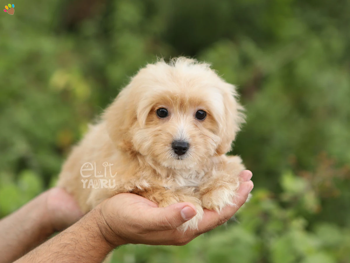 Maltipoo Diva 2