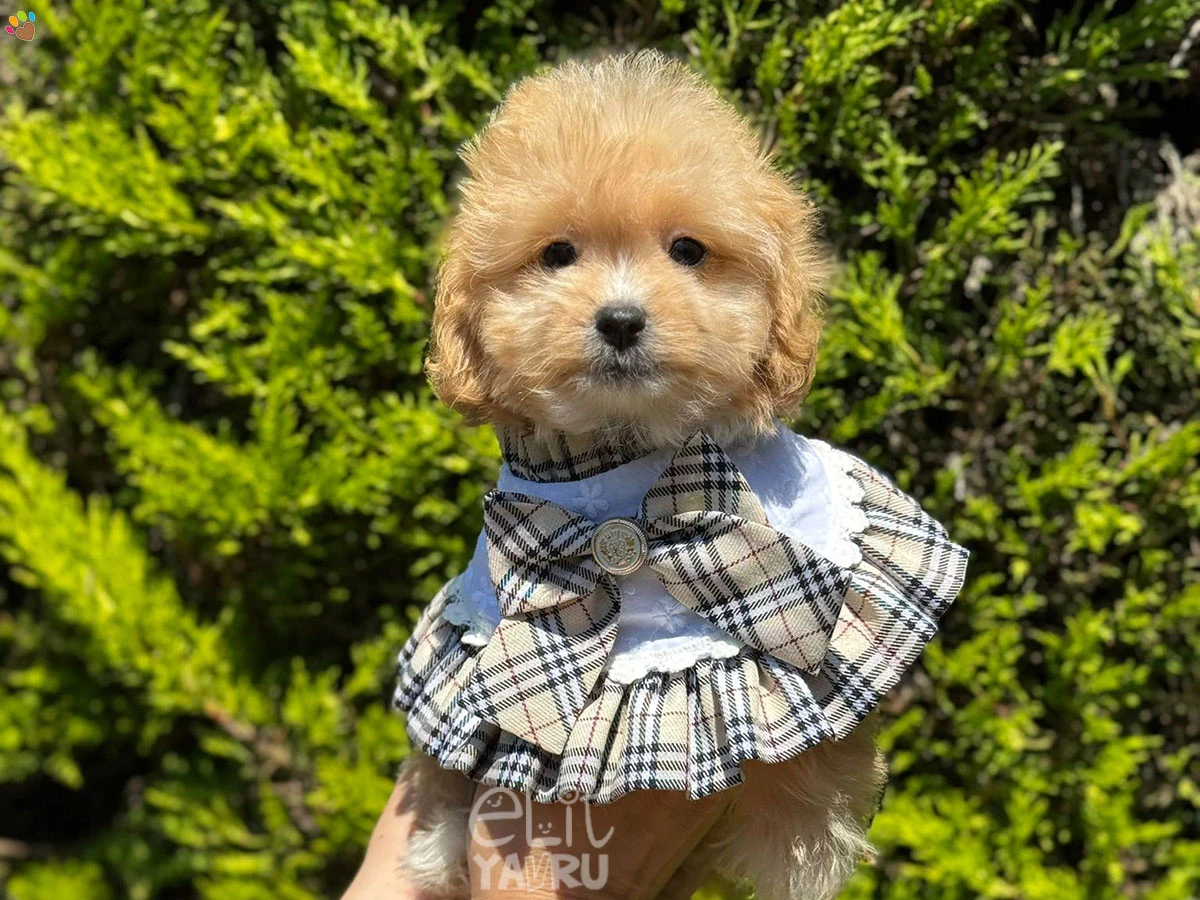 Maltipoo Diva 3