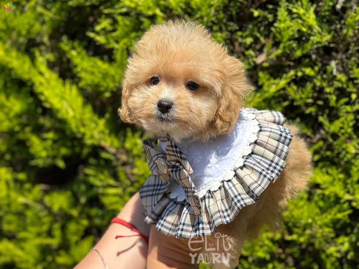 Maltipoo Diva 1