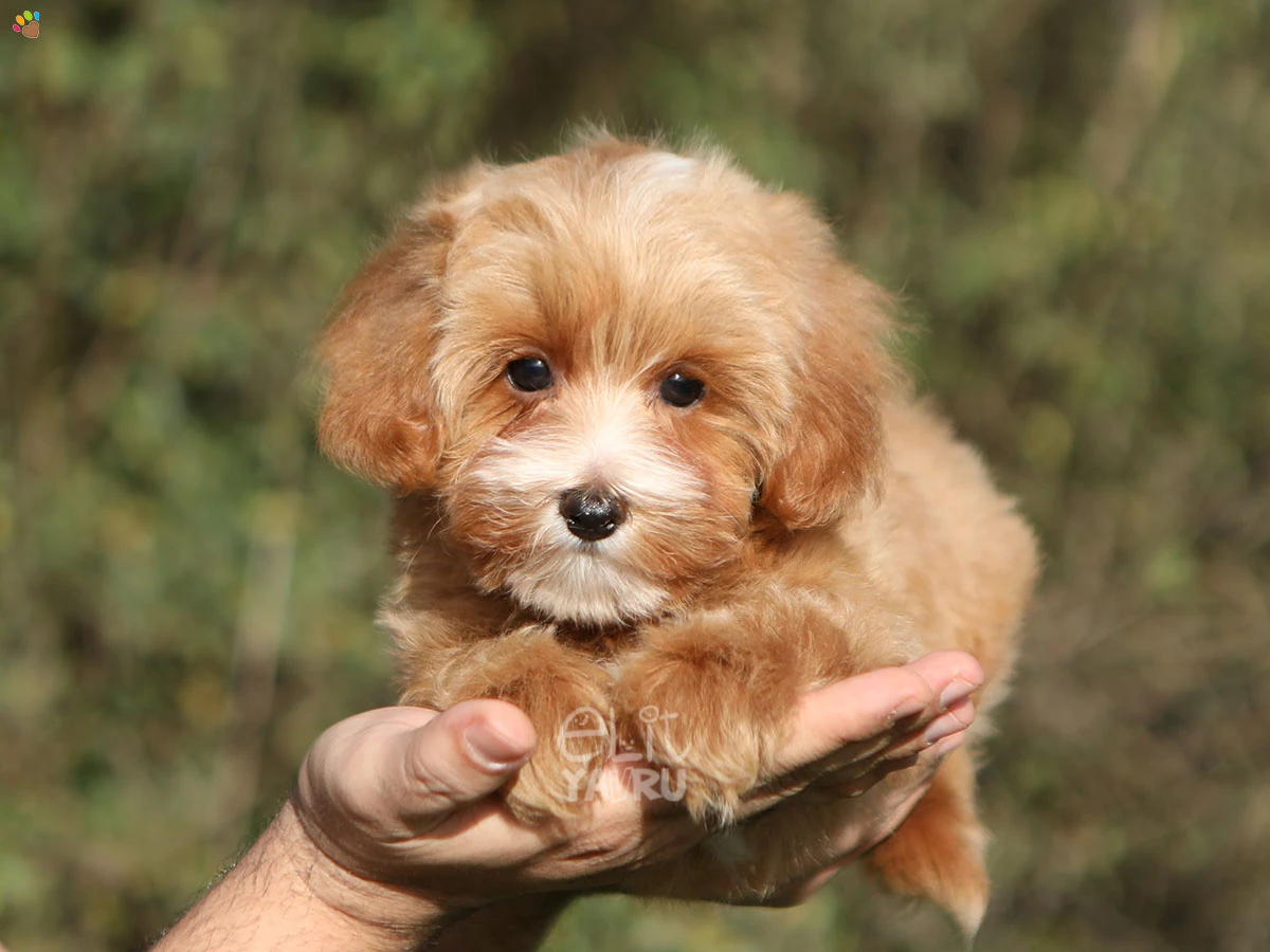 Maltipoo Ellie 2