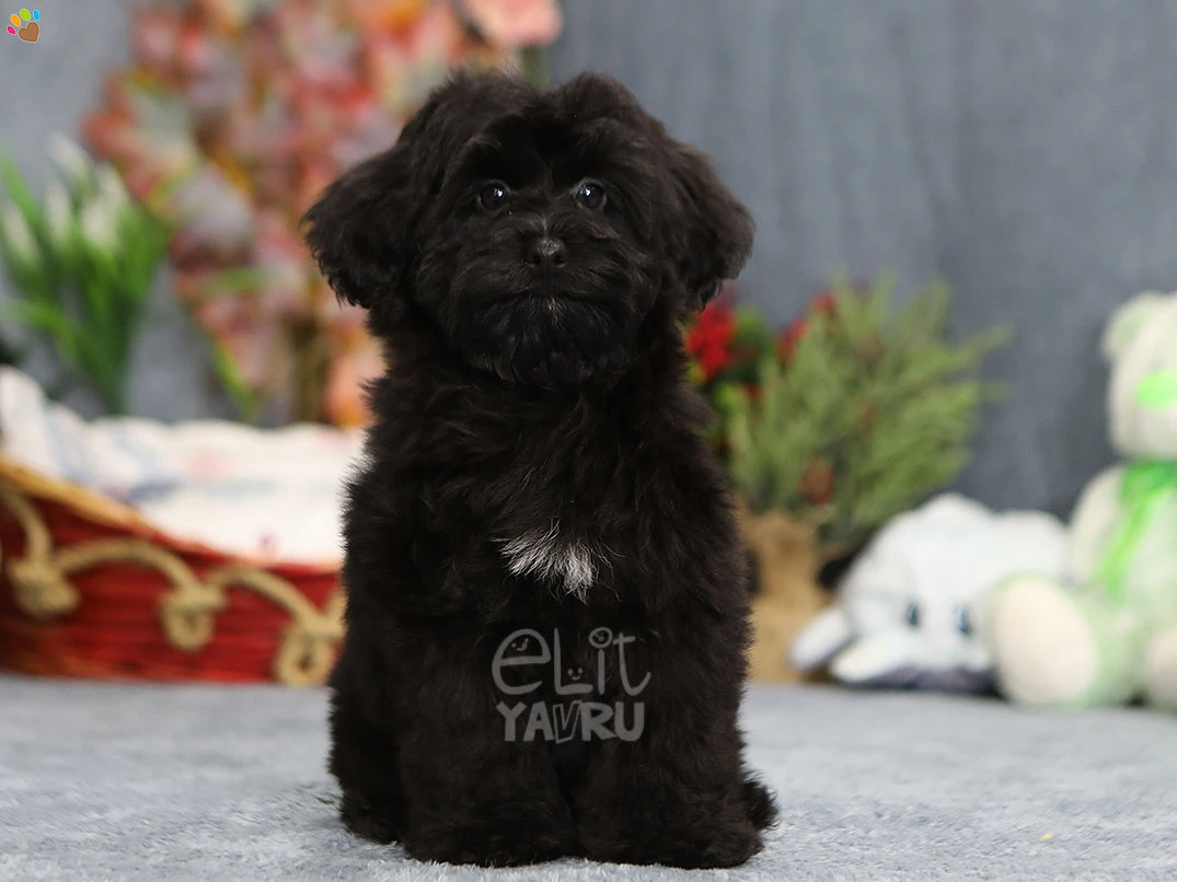 Maltipoo Enzo 3