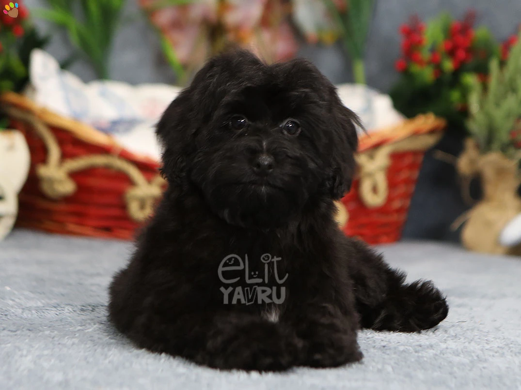 Maltipoo Enzo