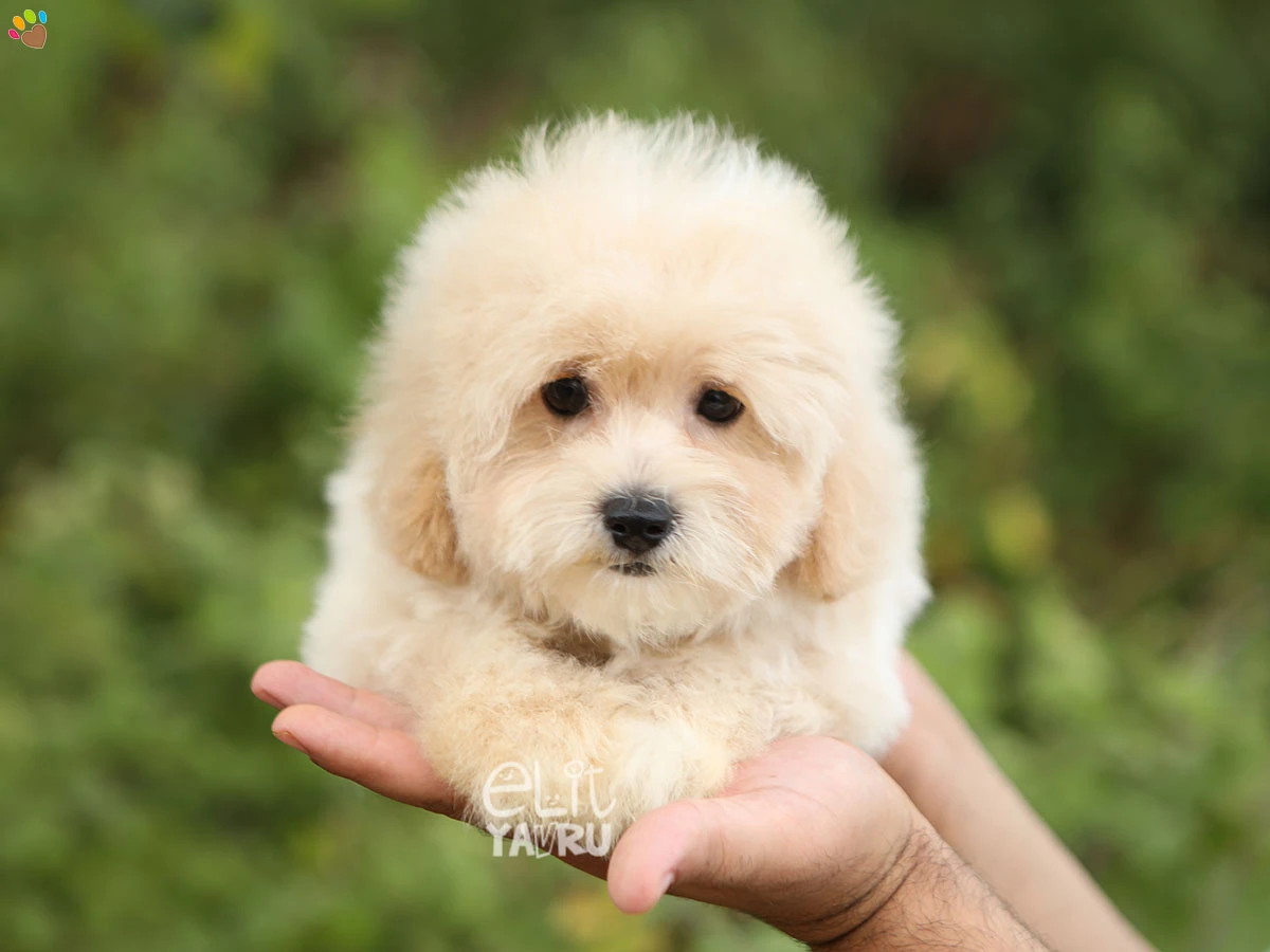 Maltipoo Eva 3