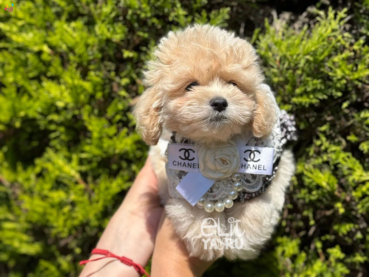 Maltipoo Eva