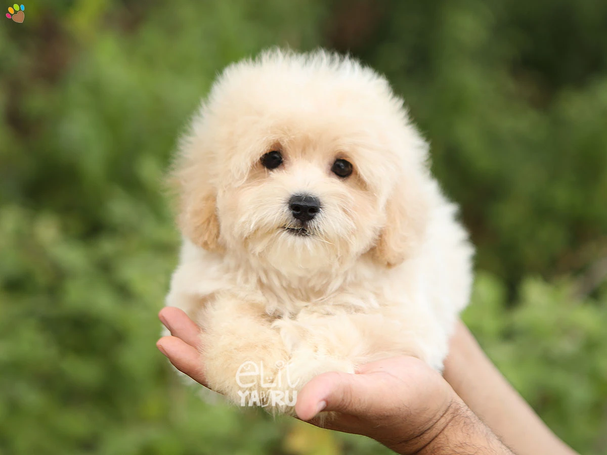 Maltipoo Eva