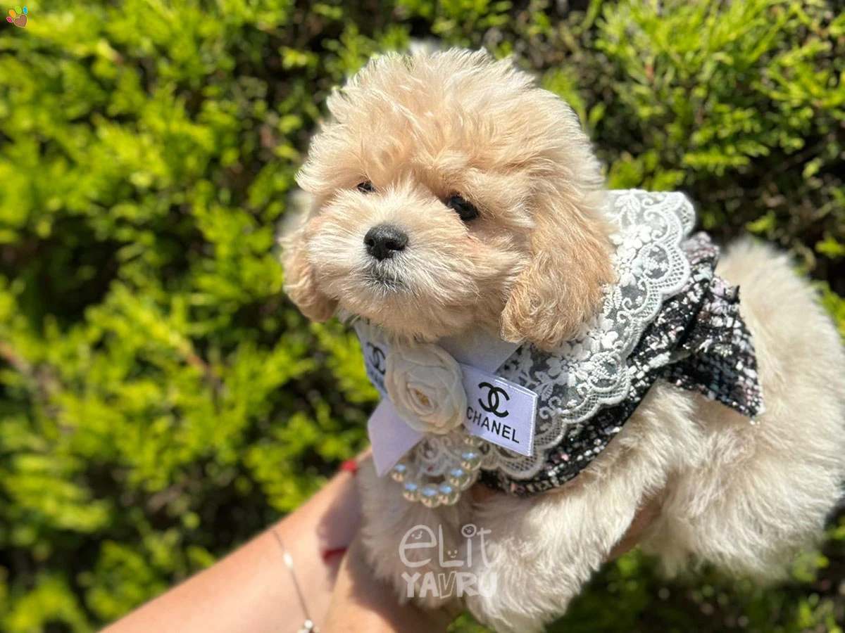 Maltipoo Eva 3