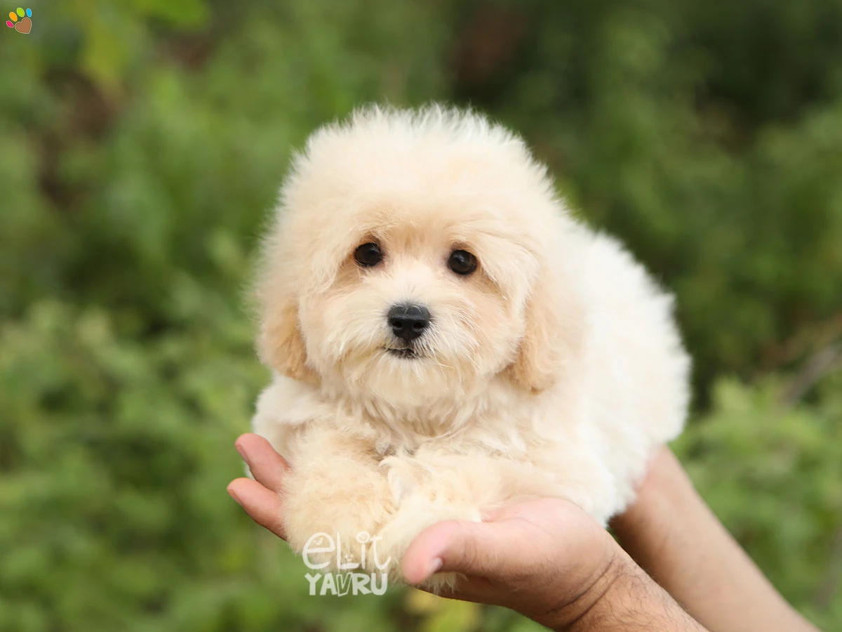 Maltipoo Eva 1