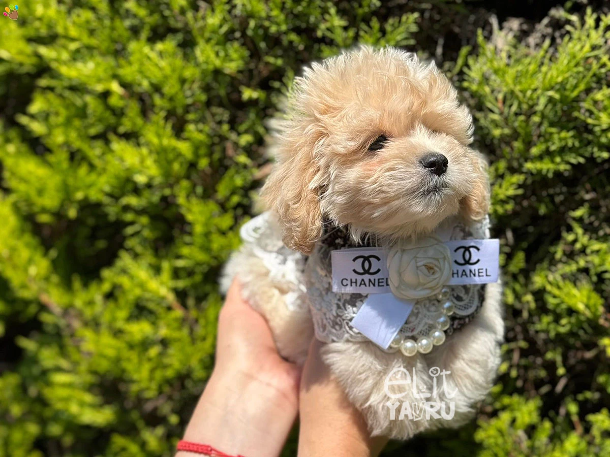 Maltipoo Eva 1