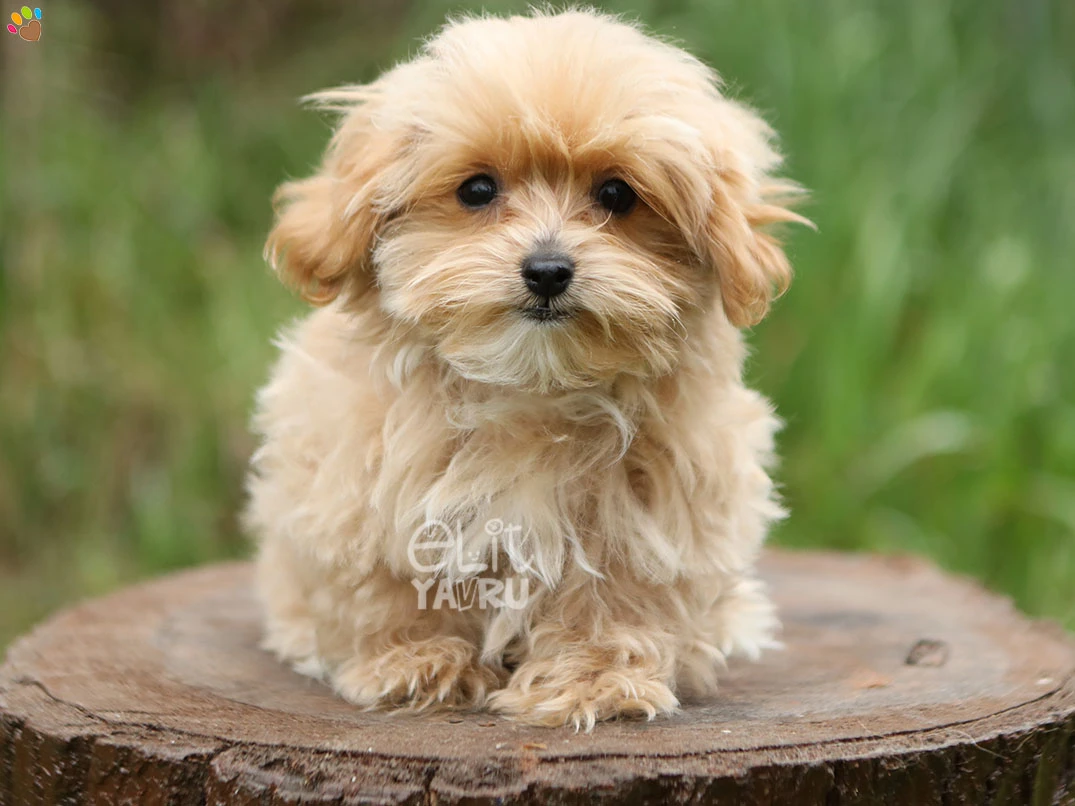 Maltipoo Gia 1