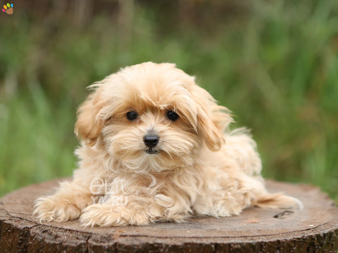 Maltipoo Gia 2