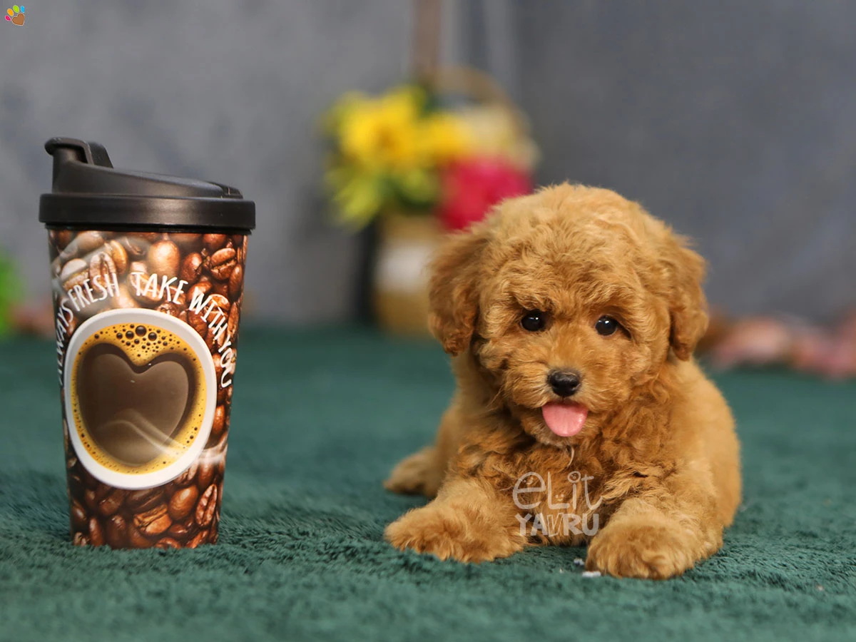 Maltipoo Gina