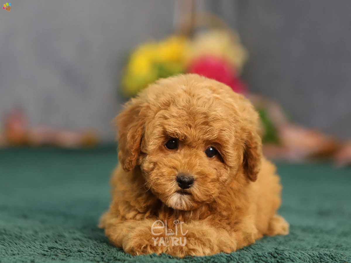 Maltipoo Gina 5