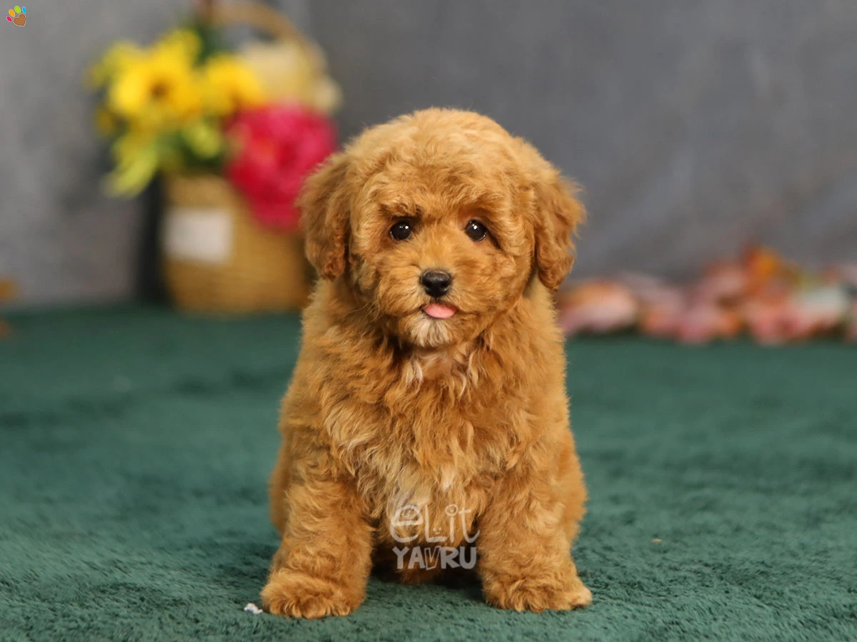 Maltipoo Gina 2