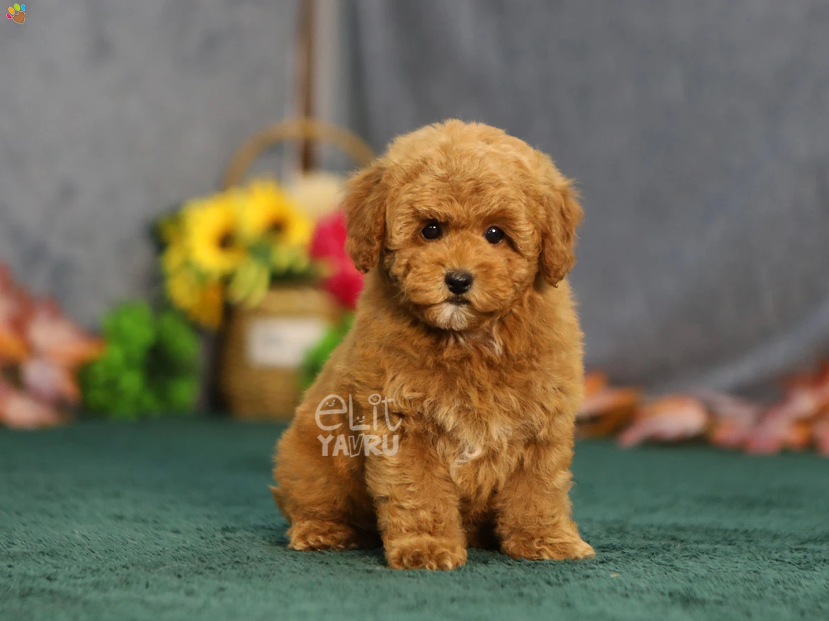 Maltipoo Gina 3