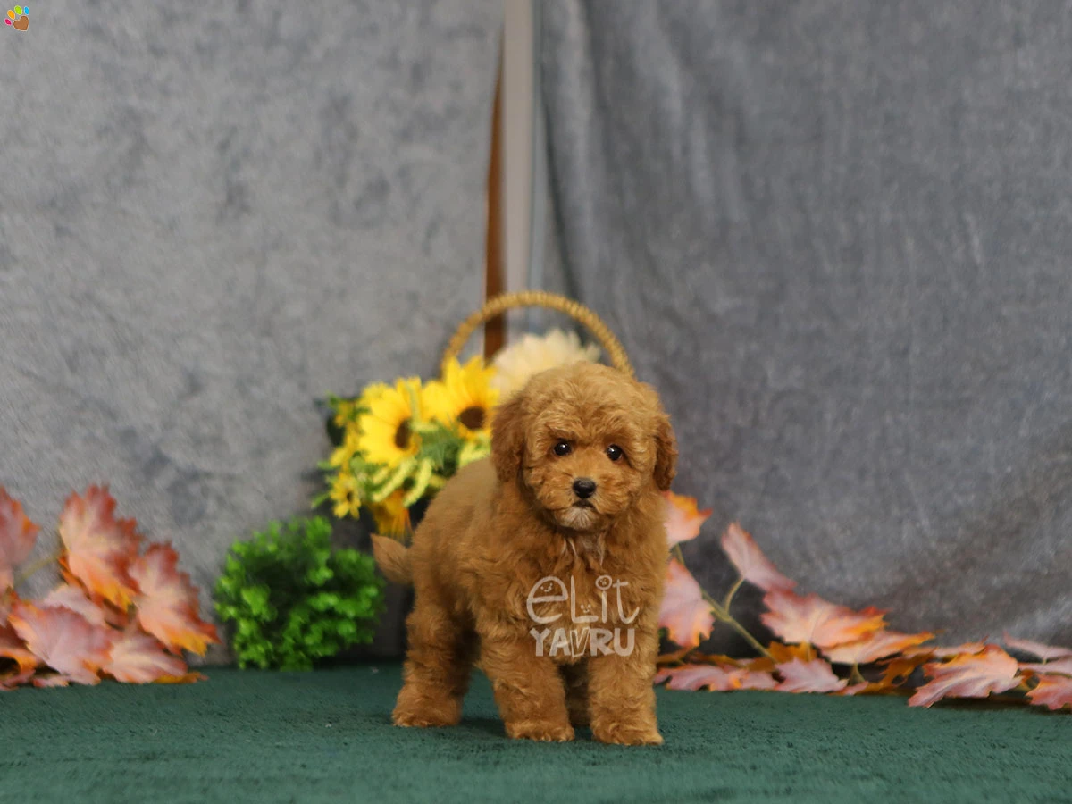 Maltipoo Gina 1