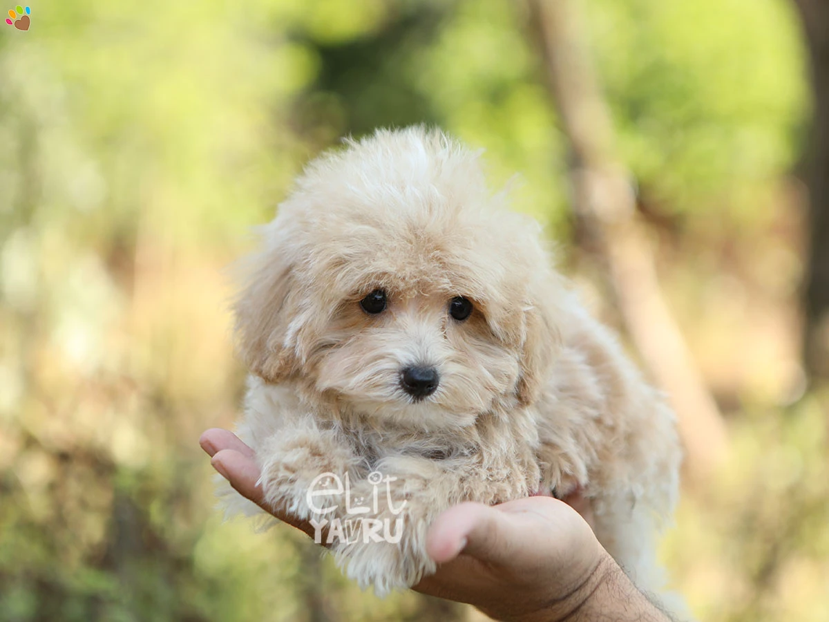 Maltipoo Gio 4