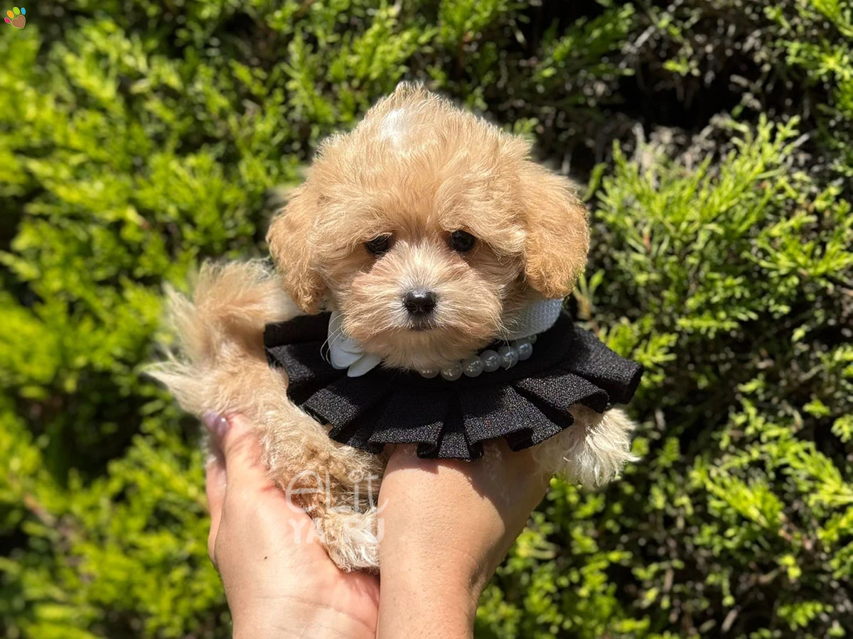 Maltipoo Gio