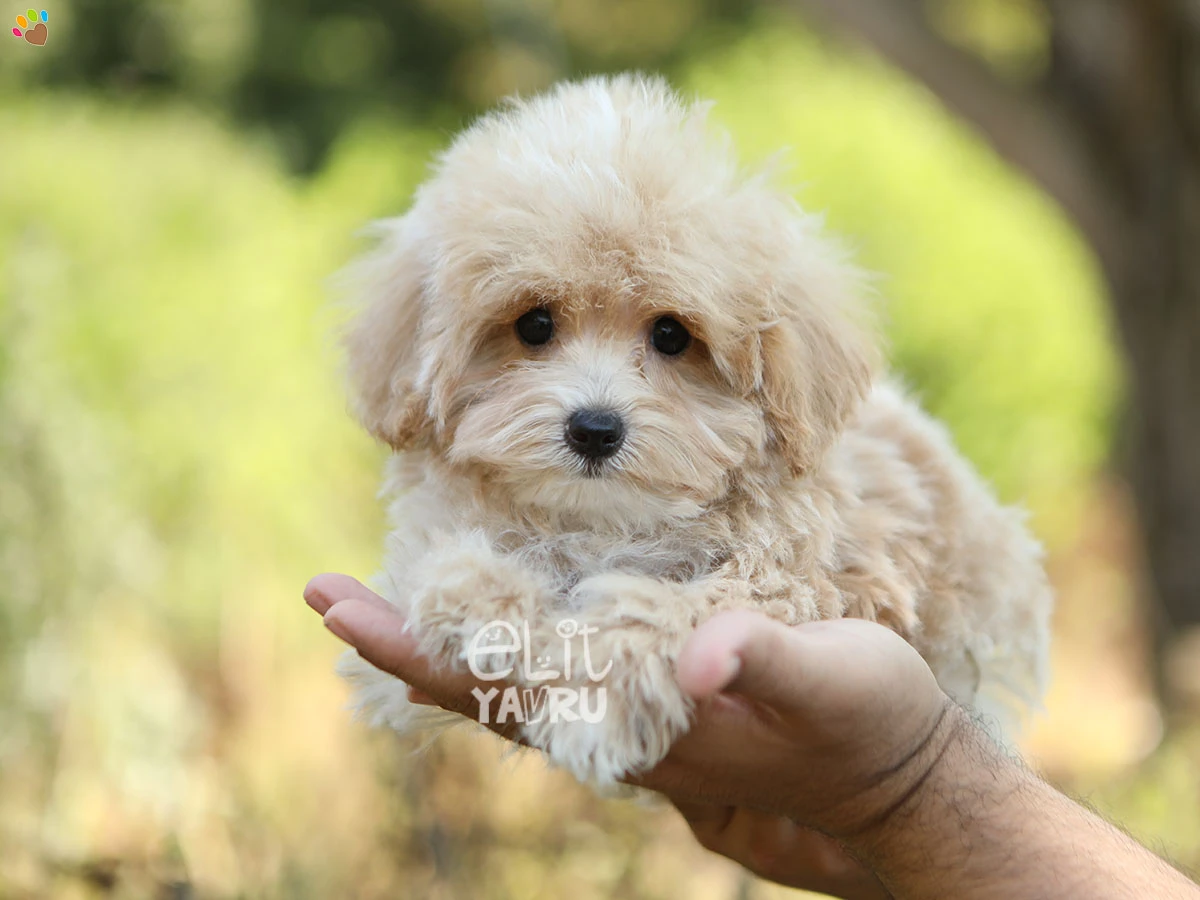 Maltipoo Gio 2