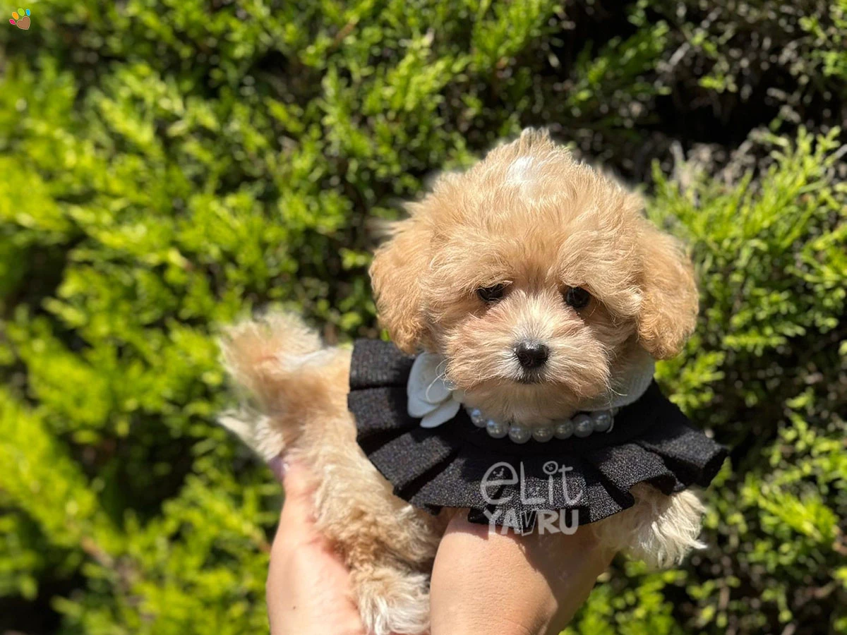 Maltipoo Gio 1
