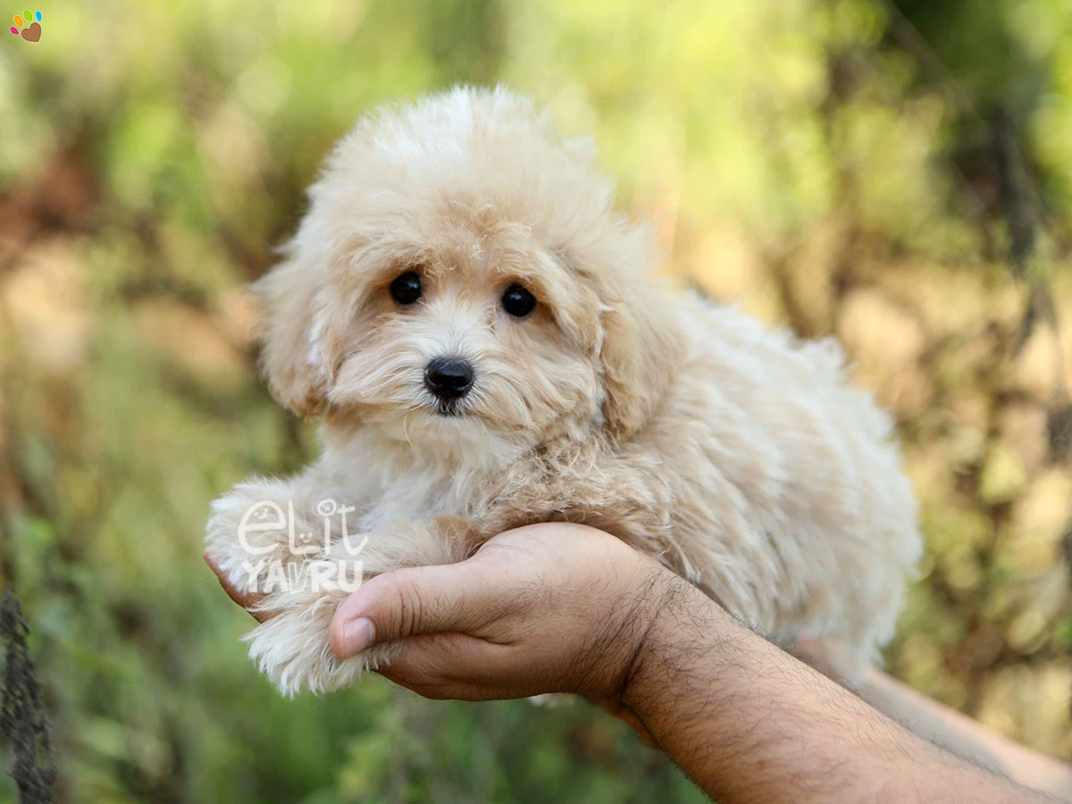 Maltipoo Gio 3