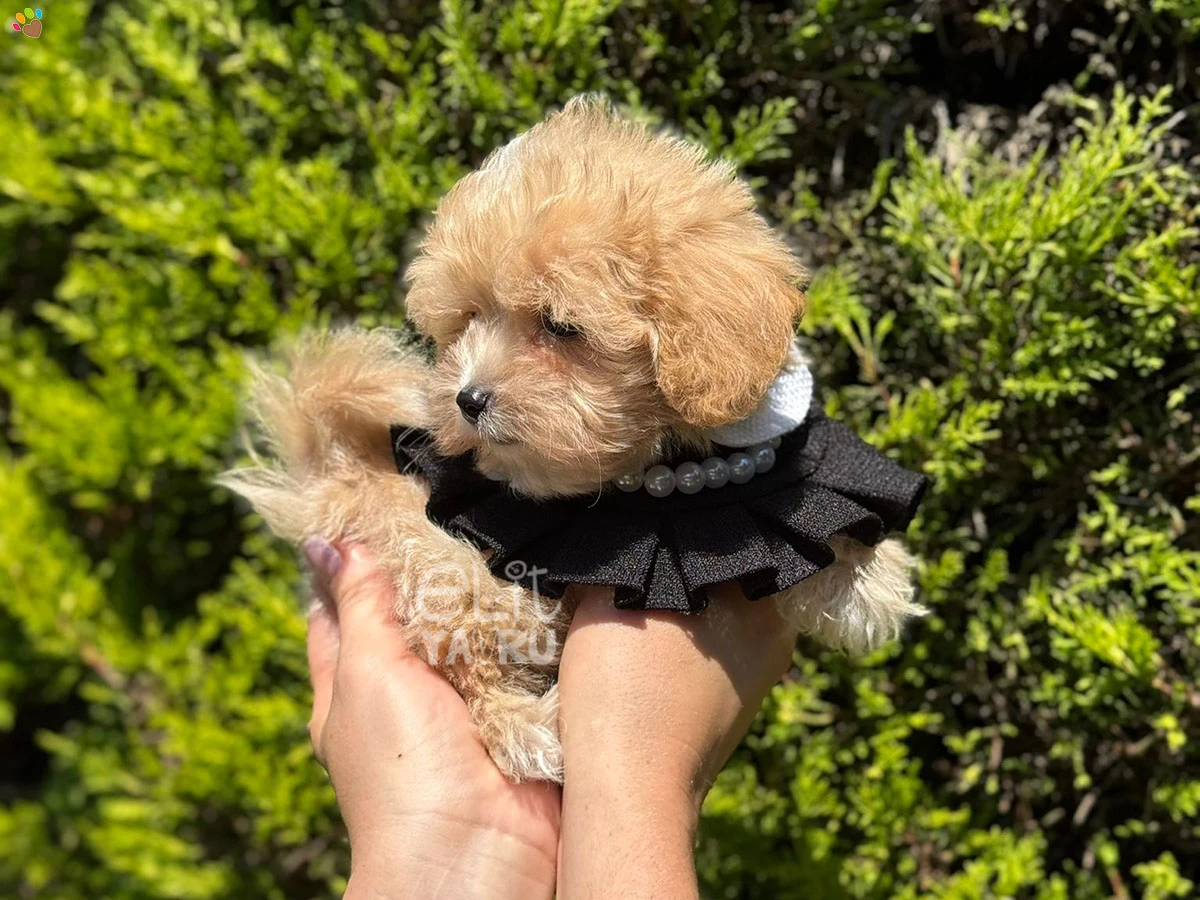 Maltipoo Gio 2