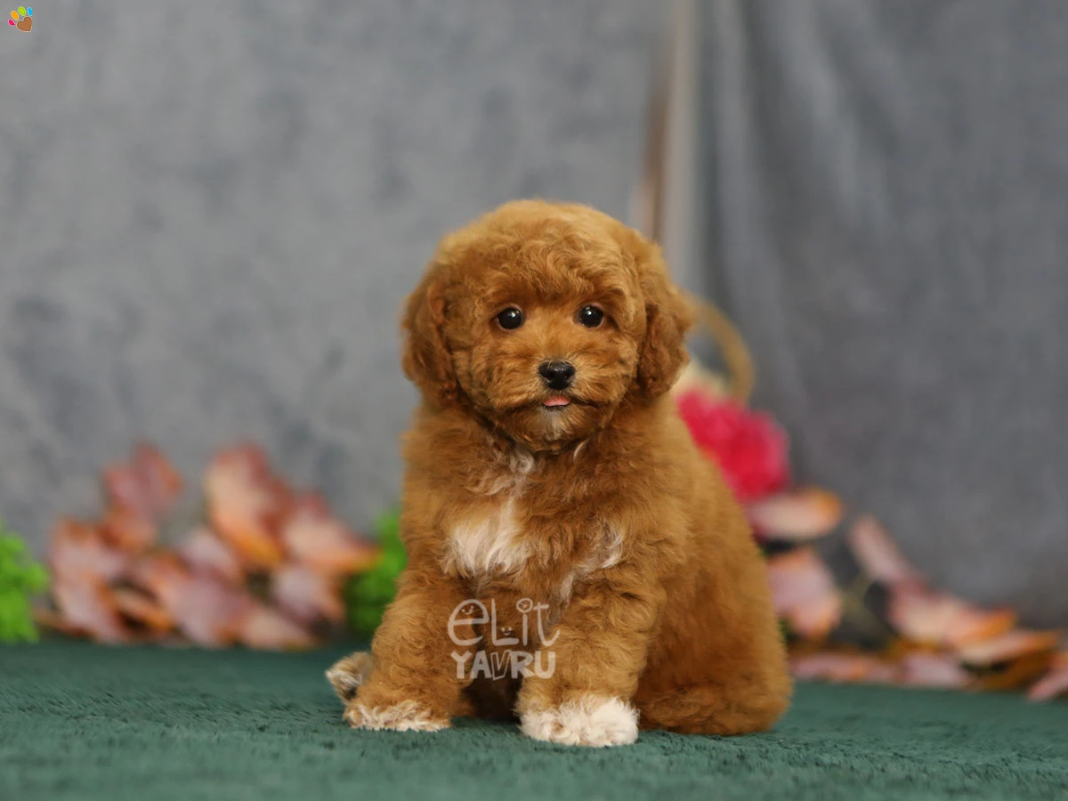Maltipoo Gizmo