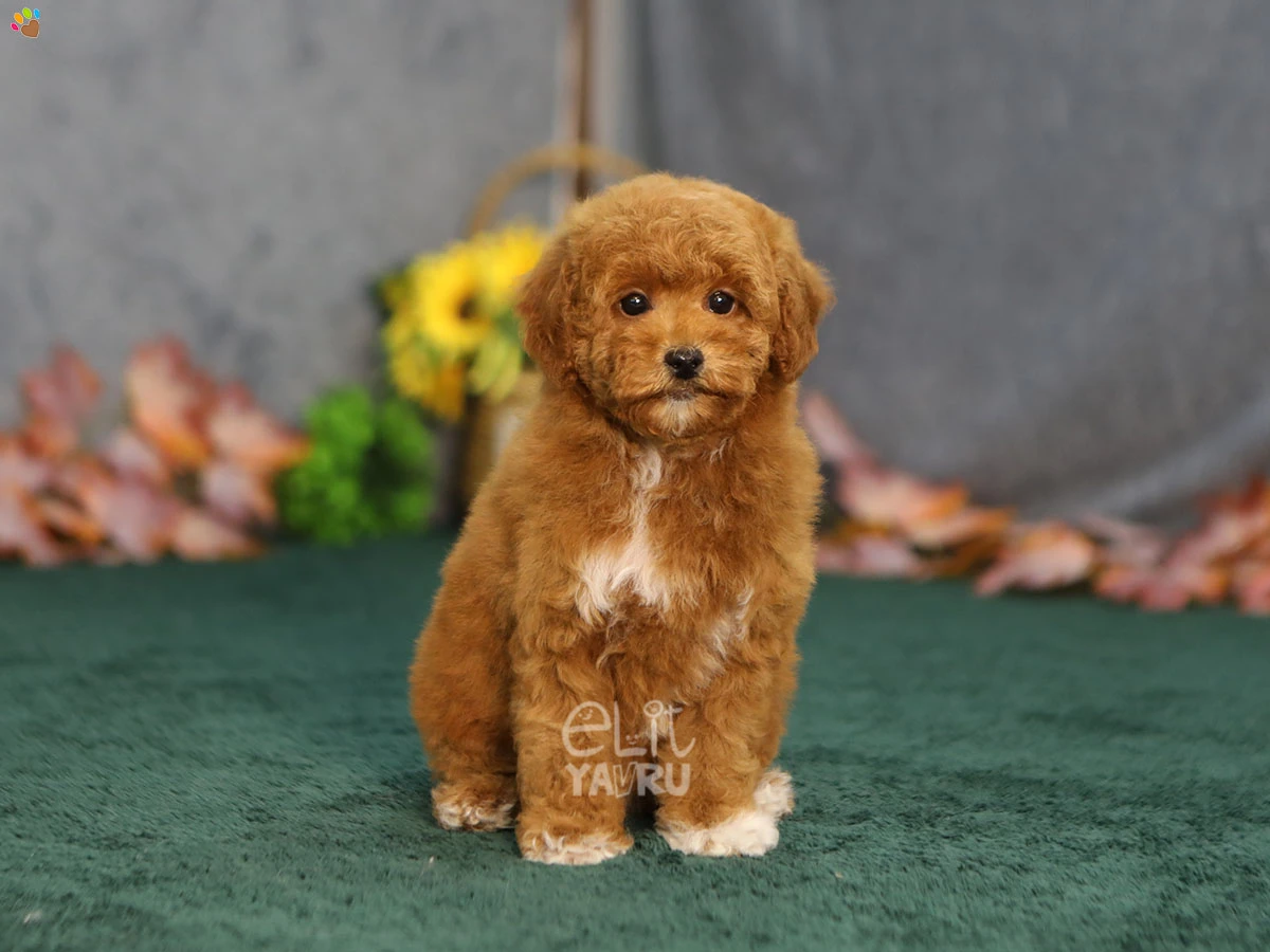 Maltipoo Gizmo 3