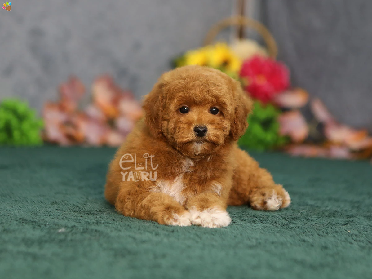 Maltipoo Gizmo 4