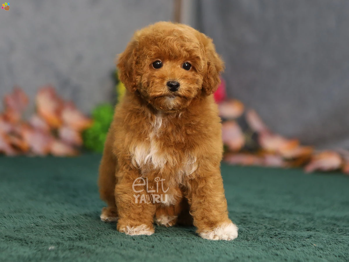 Maltipoo Gizmo 1