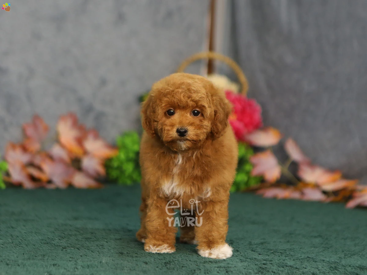 Maltipoo Gizmo 2