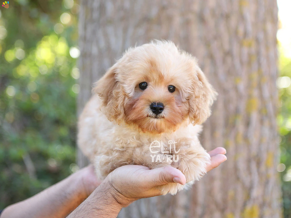 Maltipoo Huck 3