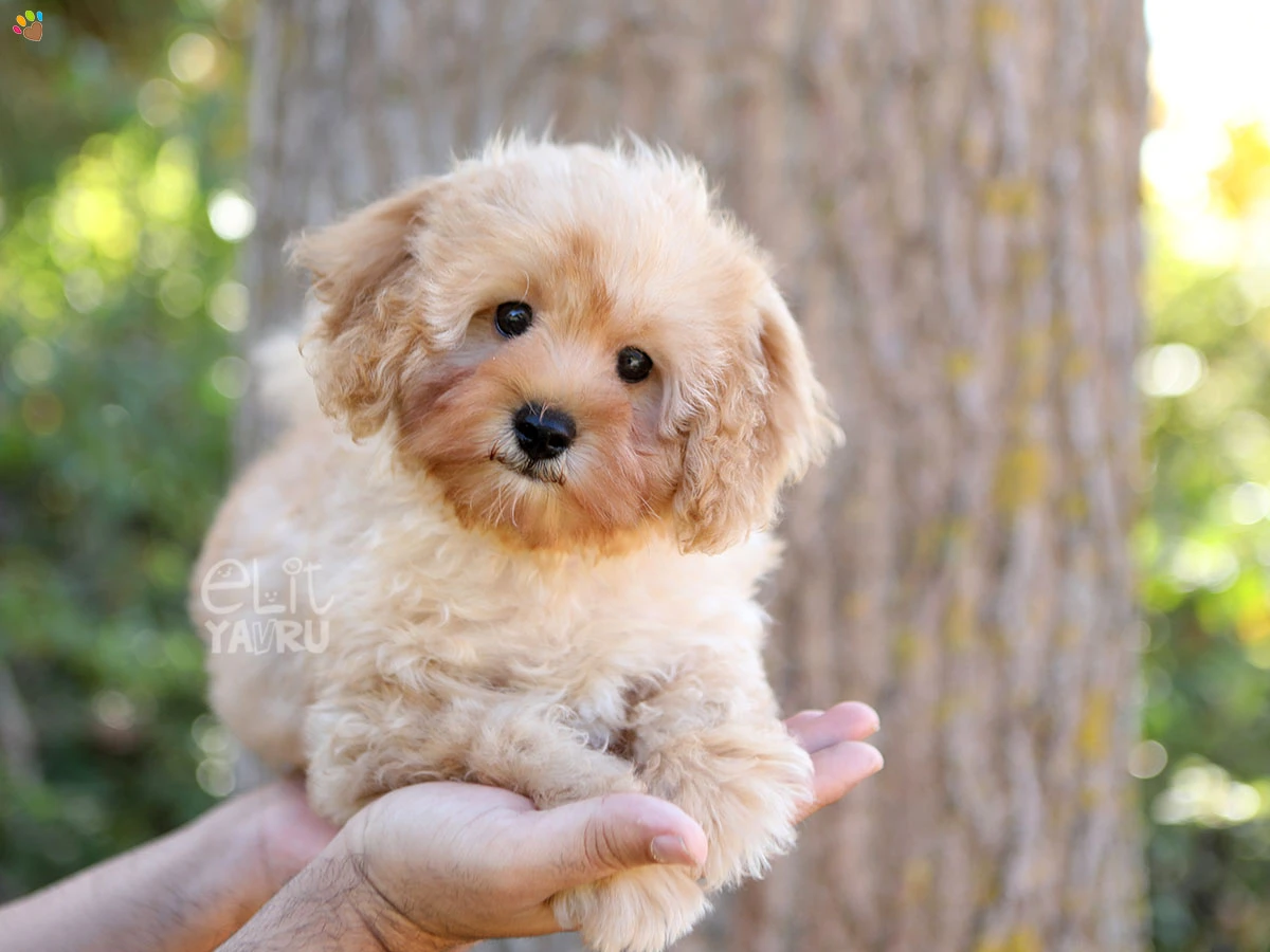 Maltipoo Huck 1