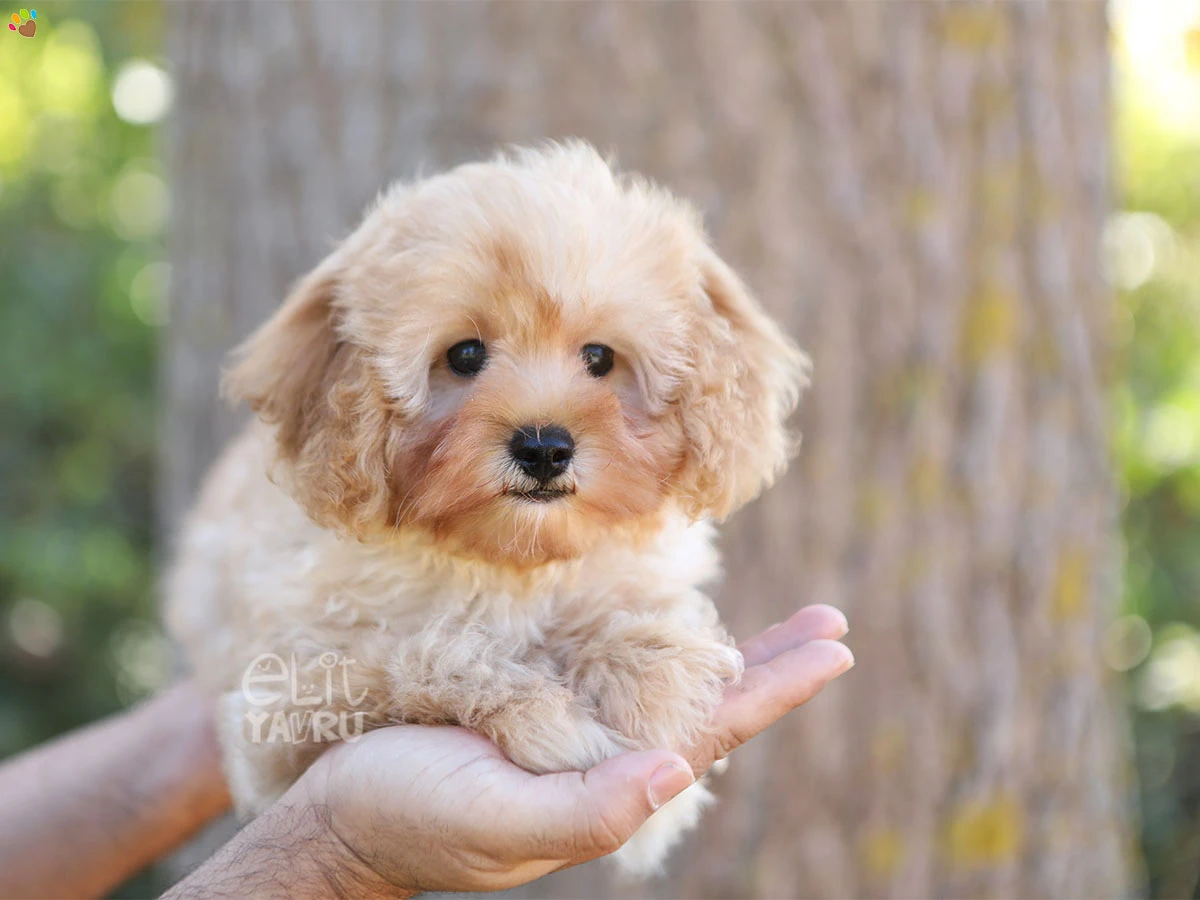 Maltipoo Huck