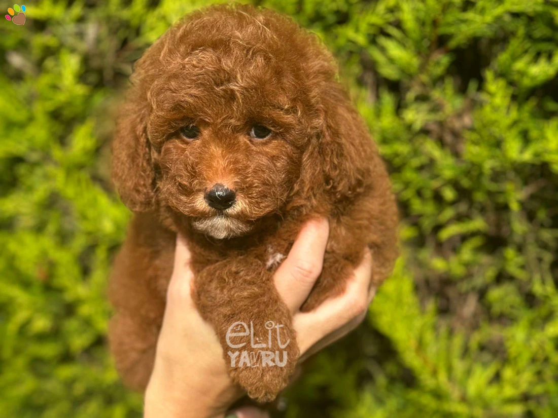 Maltipoo Lucky