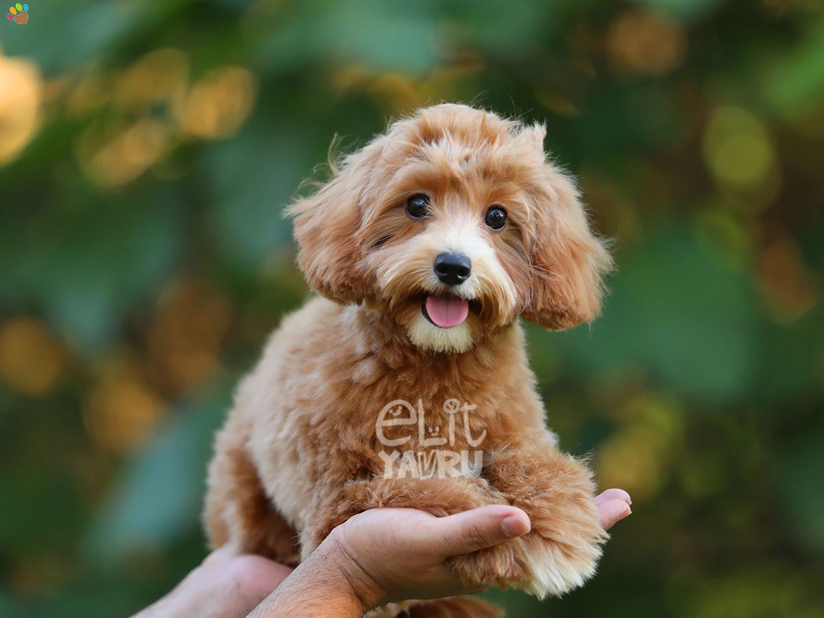 Maltipoo Luma