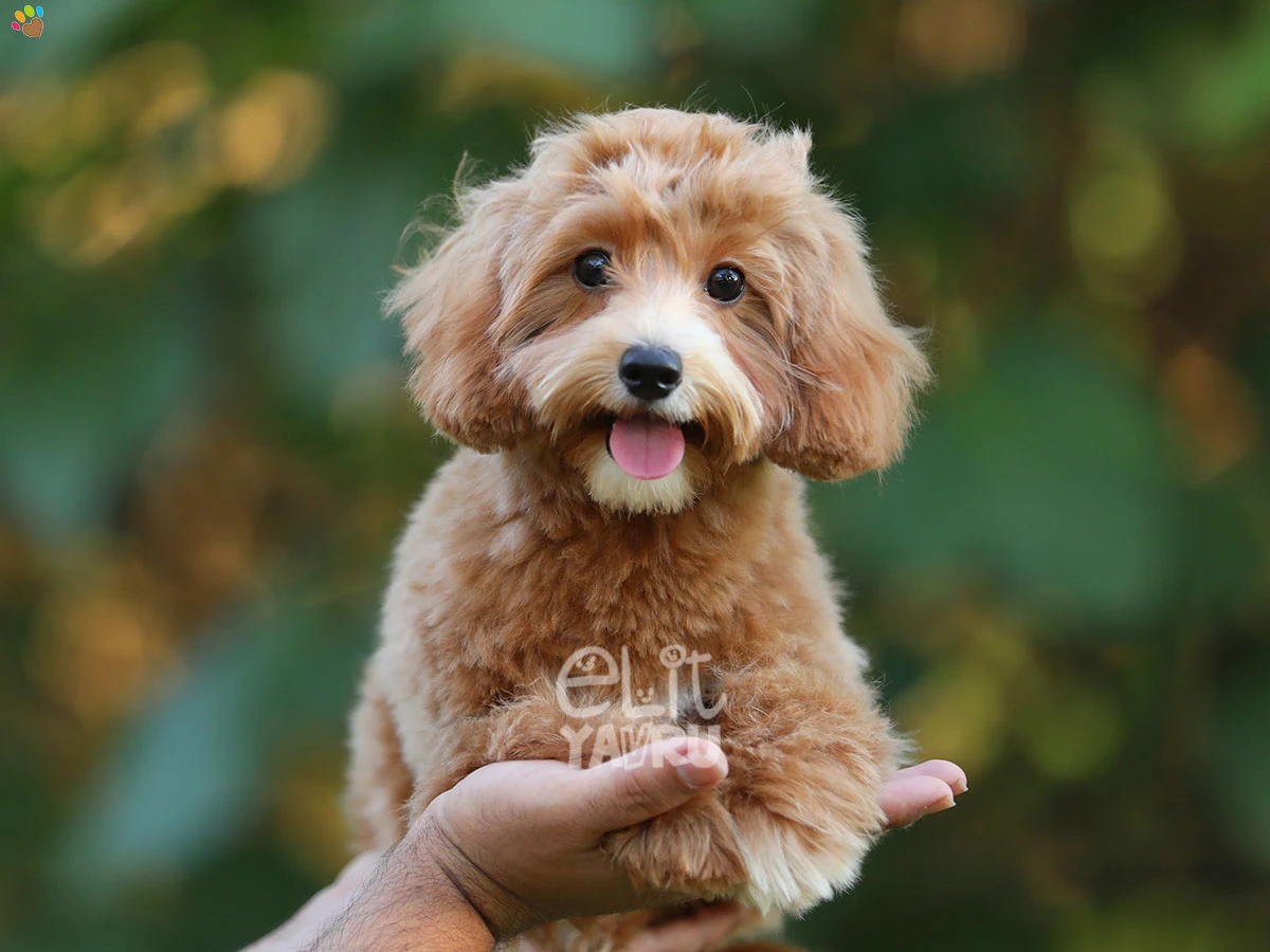 Maltipoo Luma 1