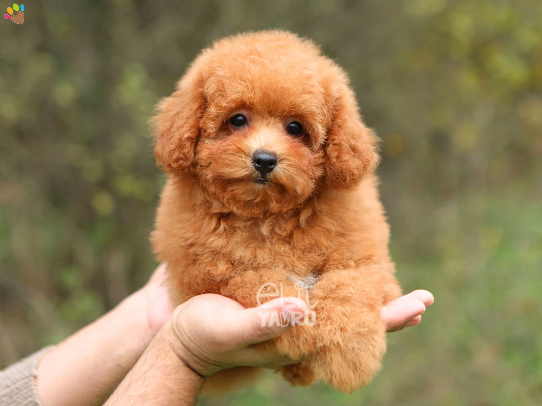 Maltipoo Mango