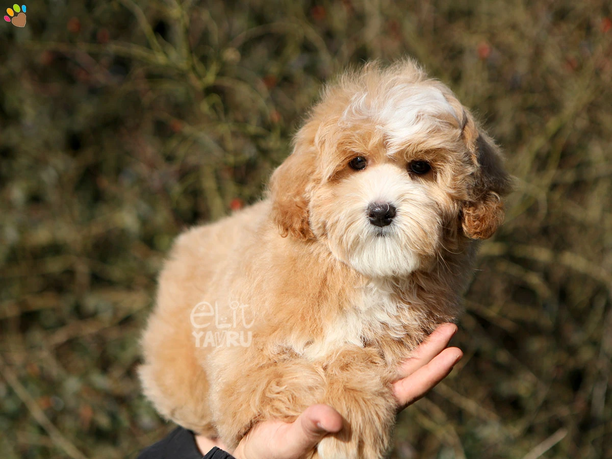 Maltipoo Mario 1
