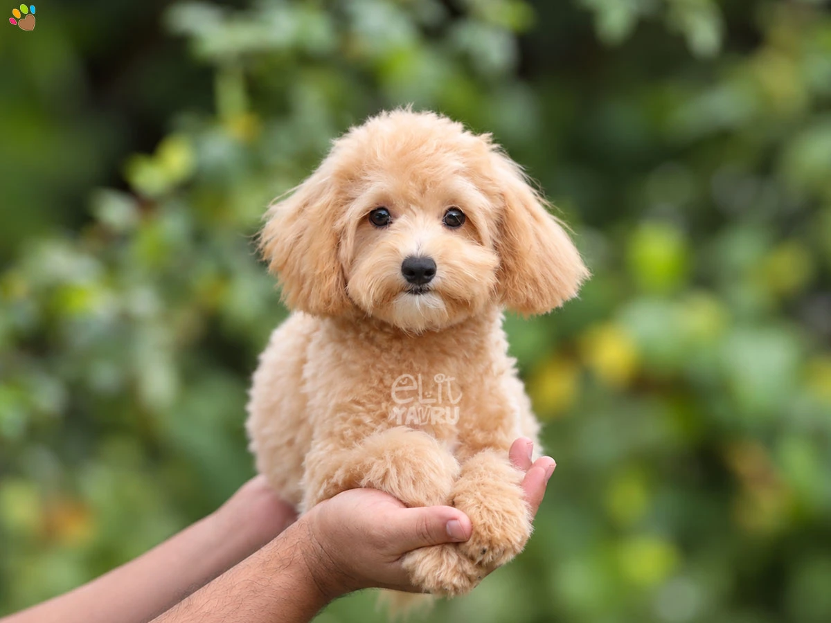 Maltipoo Melody