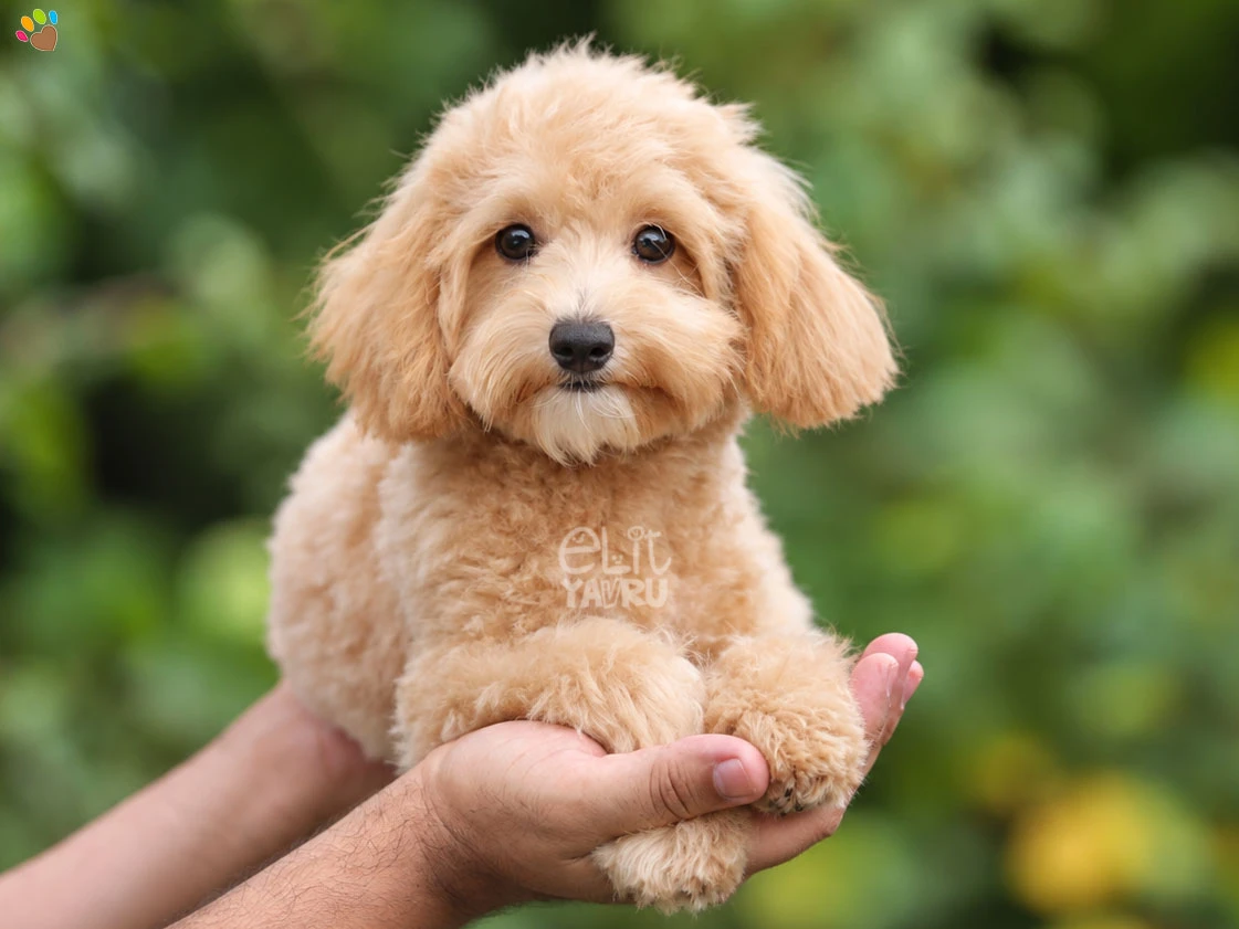 Maltipoo Melody 1