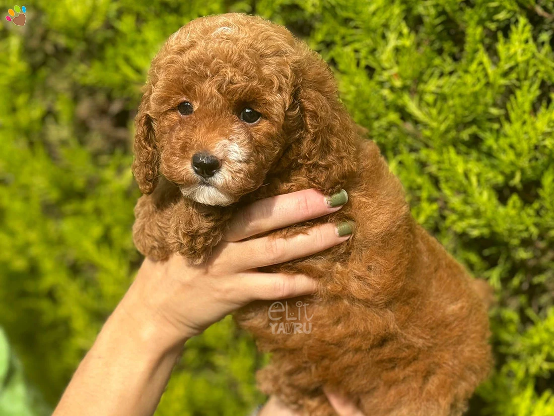 Maltipoo Mercy 2