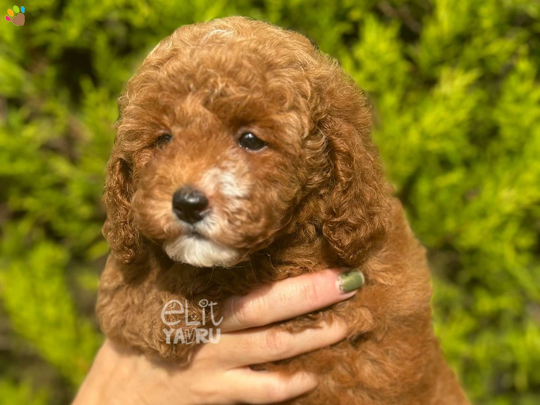 Maltipoo Mercy 3