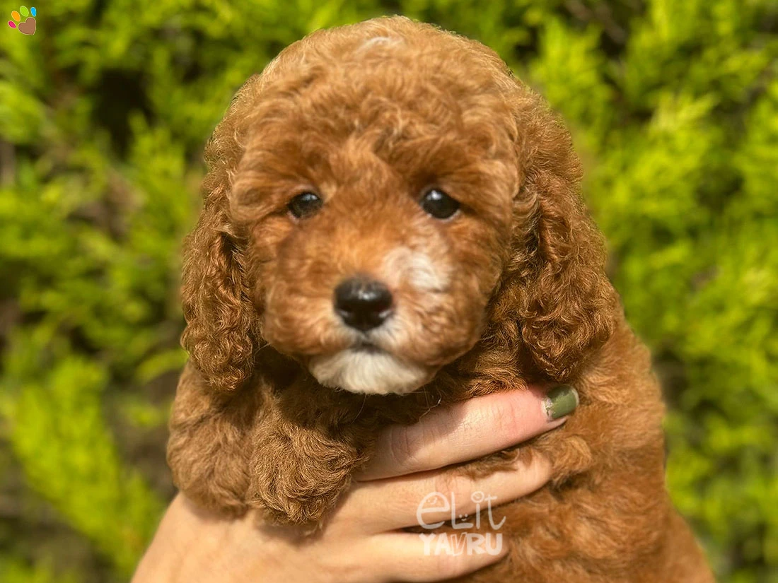 Maltipoo Mercy