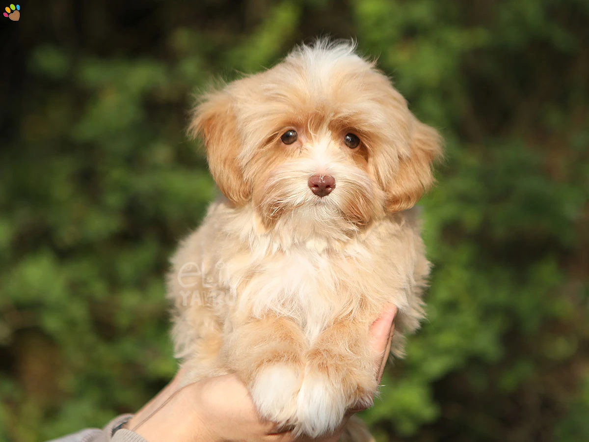 Maltipoo Mikky 3