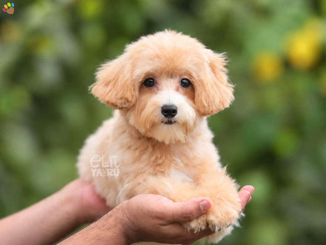 Maltipoo Mimosa 3