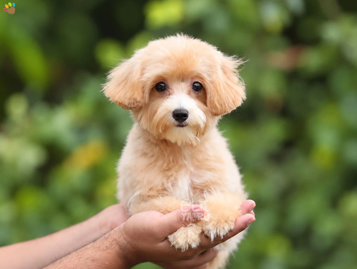 Maltipoo Mimosa 1