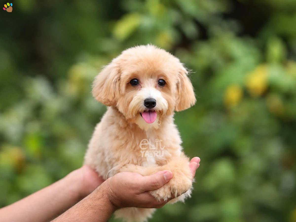 Maltipoo Mimosa