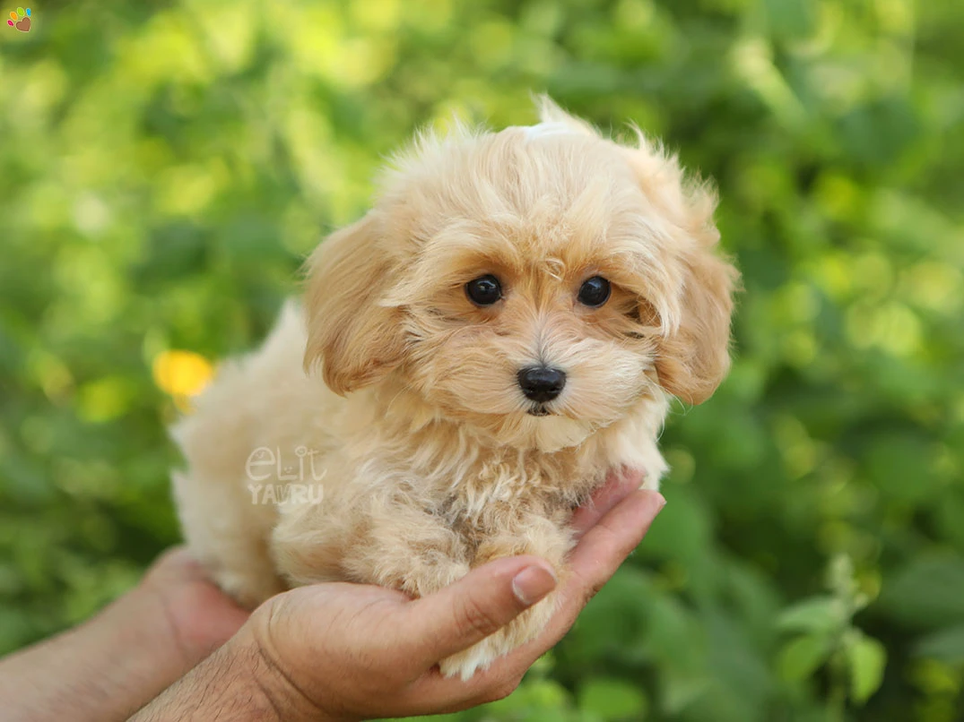 Maltipoo Minako 2
