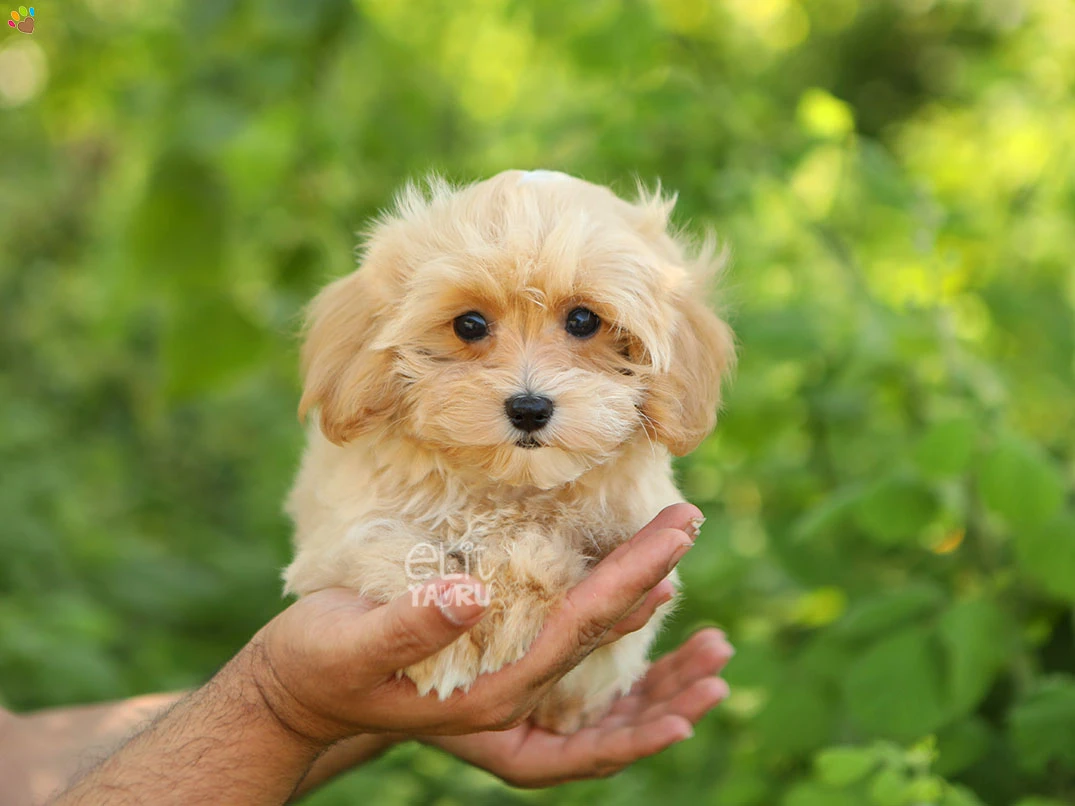 Maltipoo Minako 3