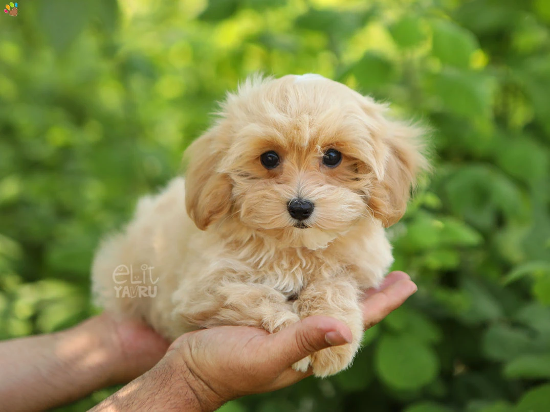 Maltipoo Minako 4